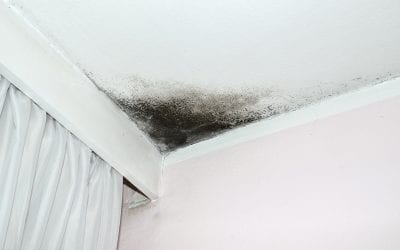 How to Tell if You Have Mold In Your Home