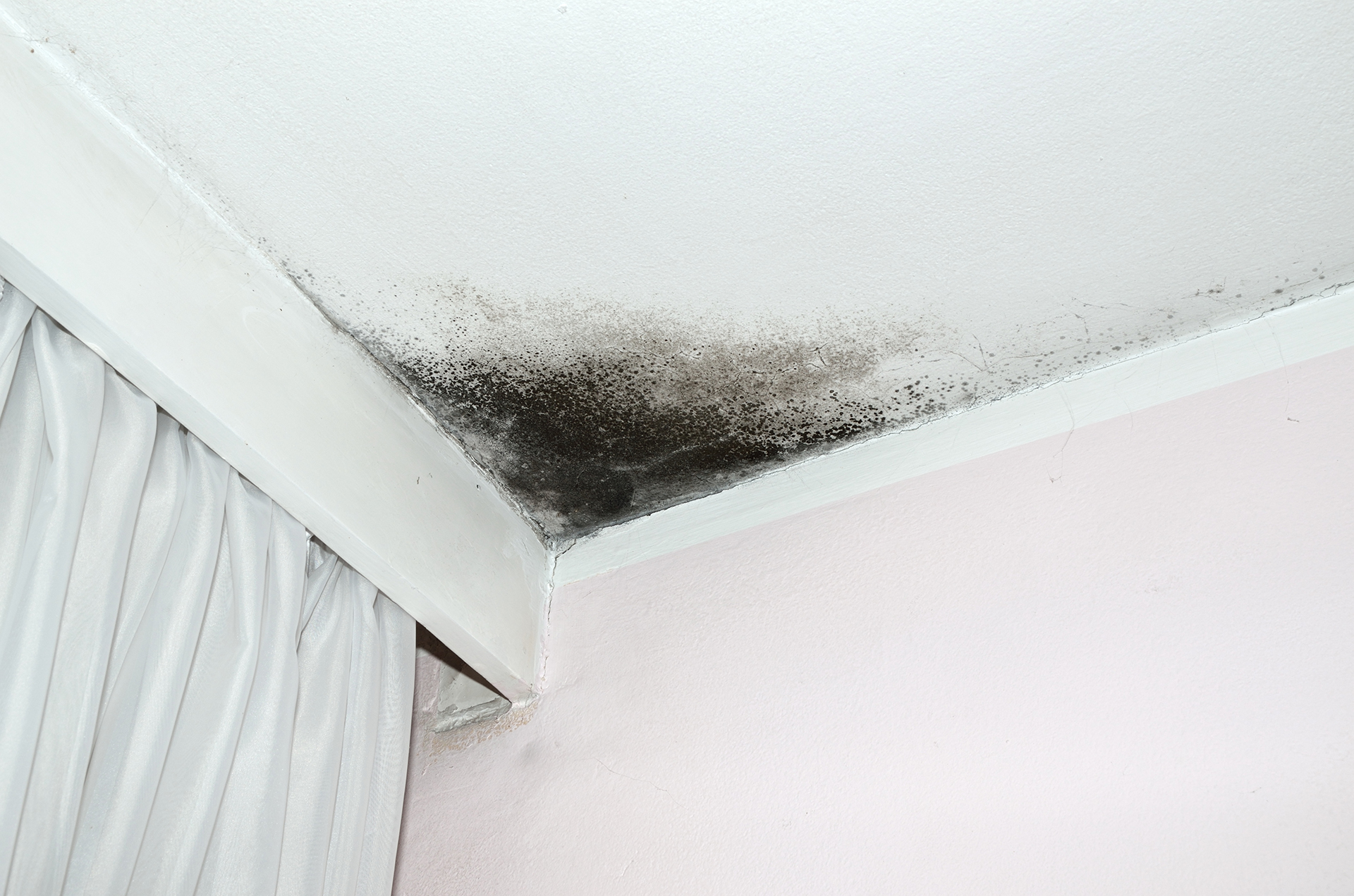 How to Tell if You Have Mold In Your Home AAA Home Inspections, LLC