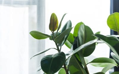 Improving Indoor Air Quality: Use These 11 Methods to Breathe Easier at Home